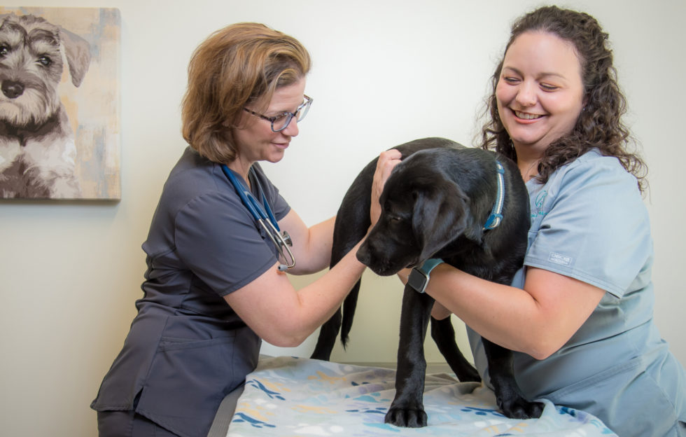 Kindred Heart Animal Hospital - Greater Chapel Hill, NC Veterinary Services